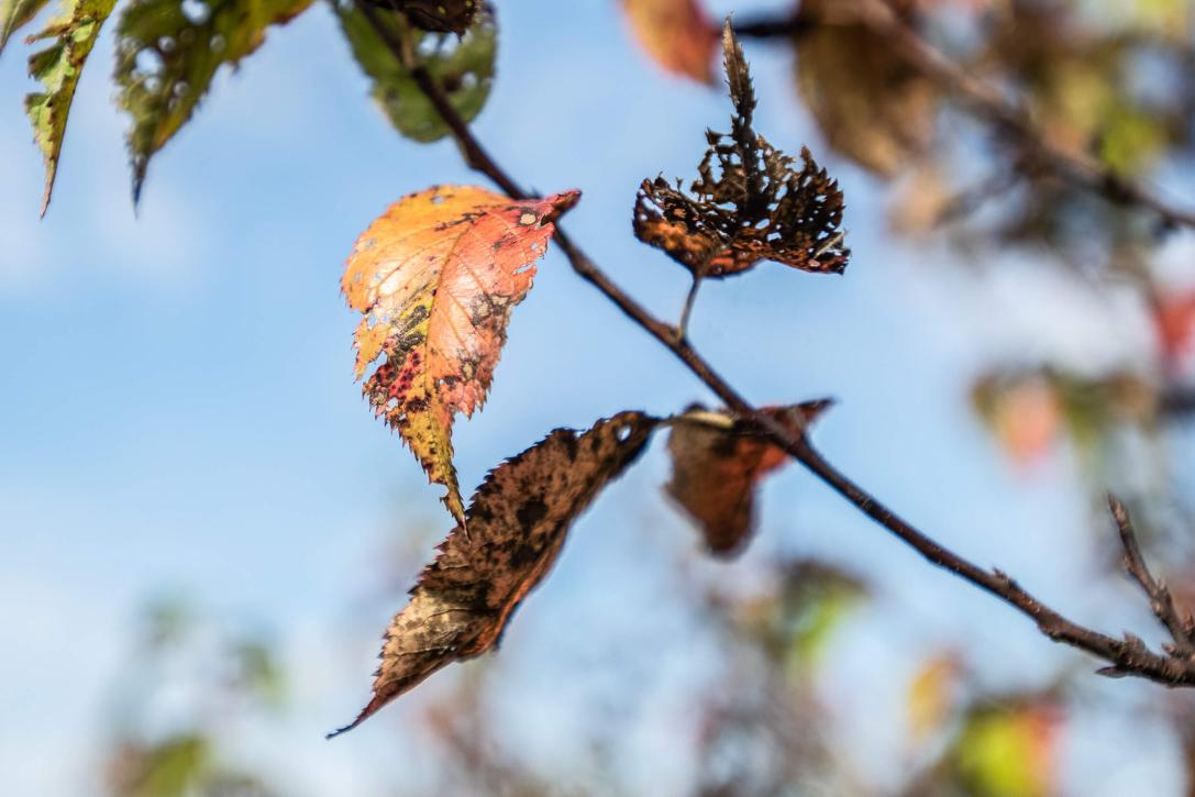 Tree leaves during fall