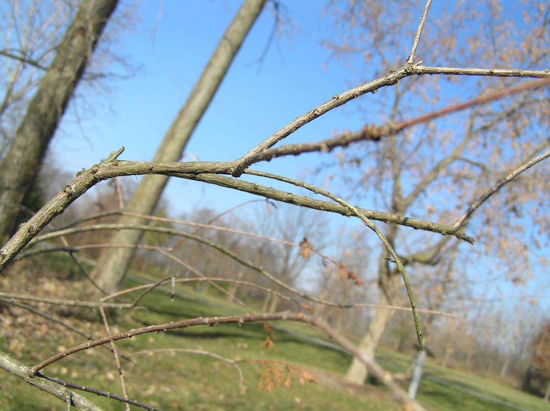 Tree branch