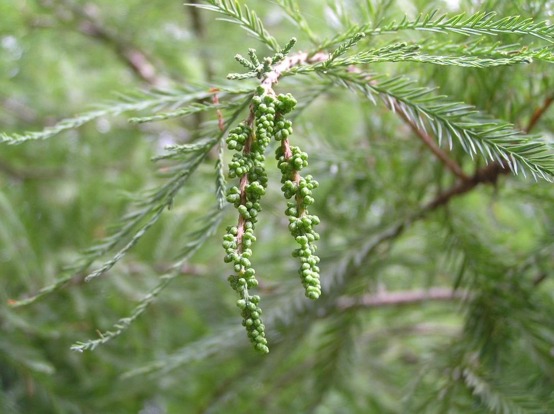 Tree flower