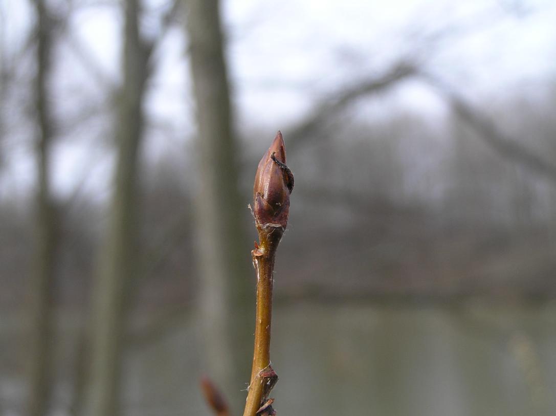 Tree bud