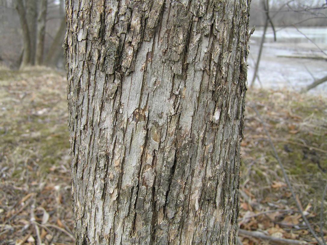 Tree bark