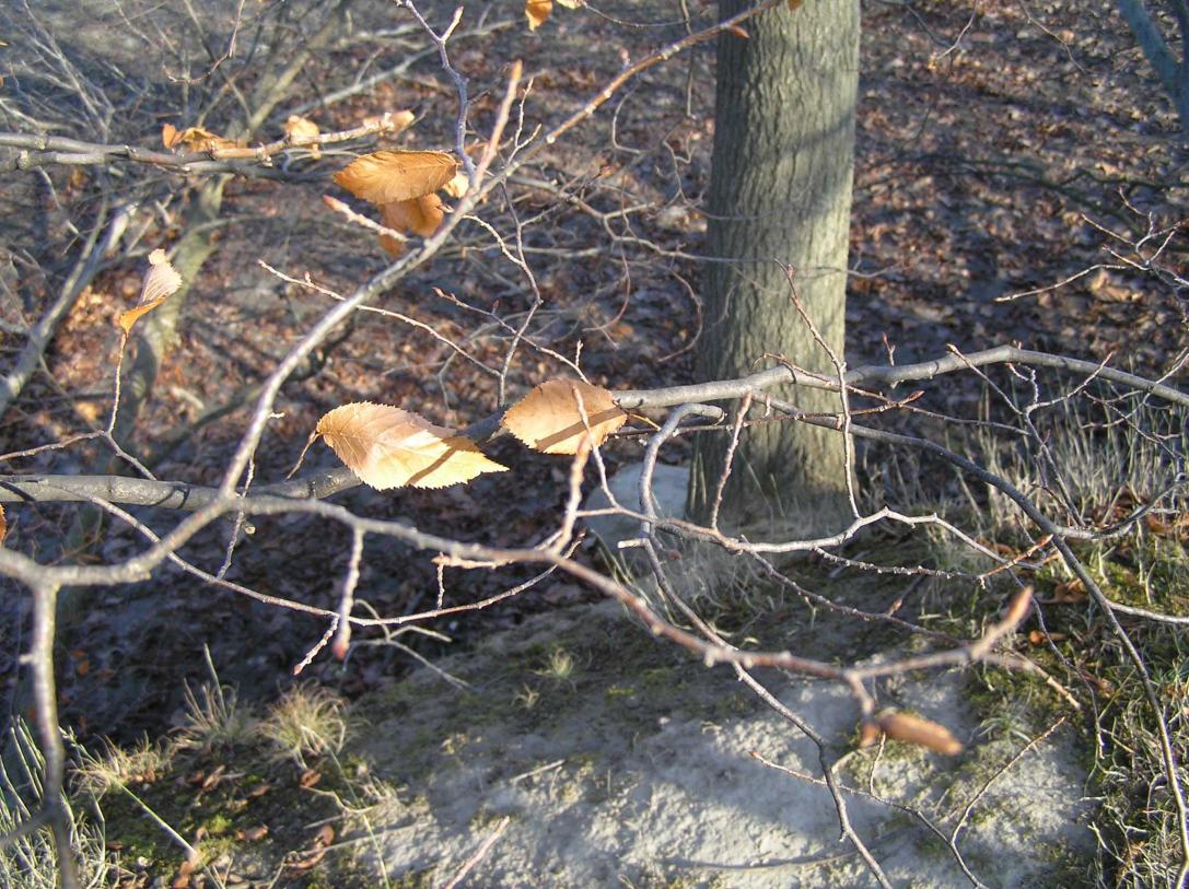 Tree branch