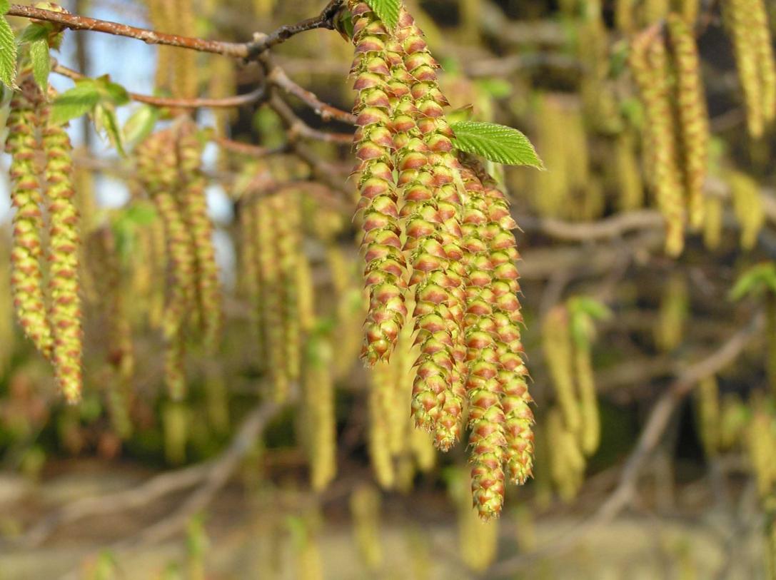 Tree flowers