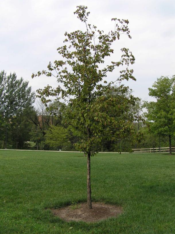 Small Tree
