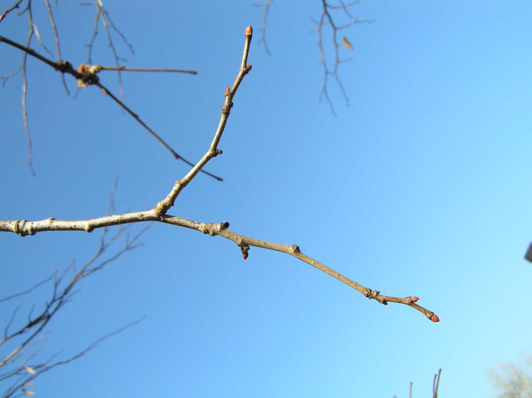Tree branch