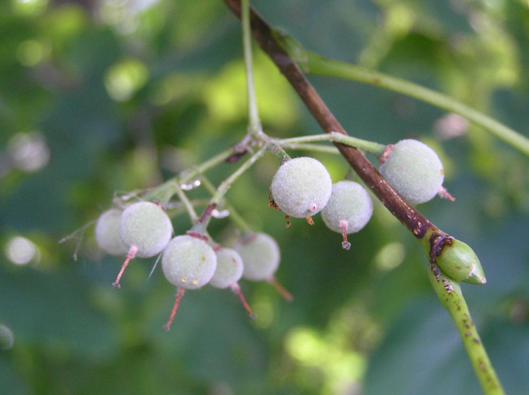 Tree fruit
