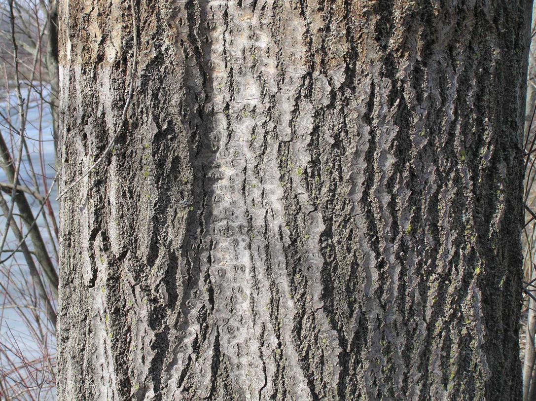 Tree bark