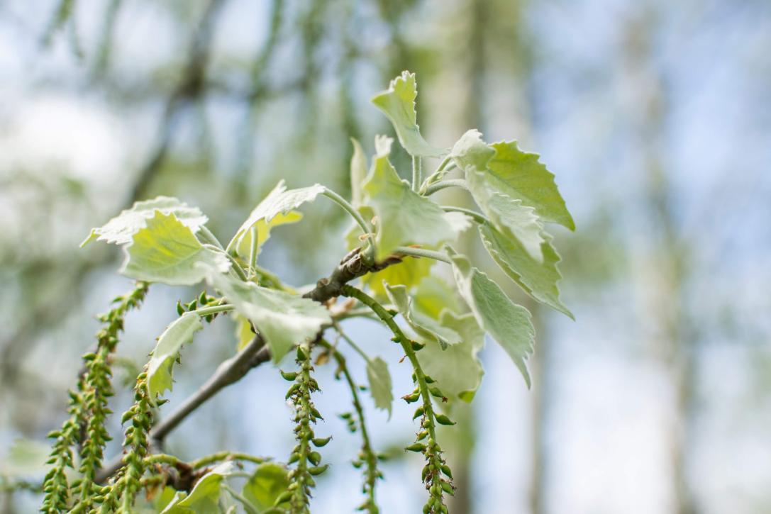 Tree leaves