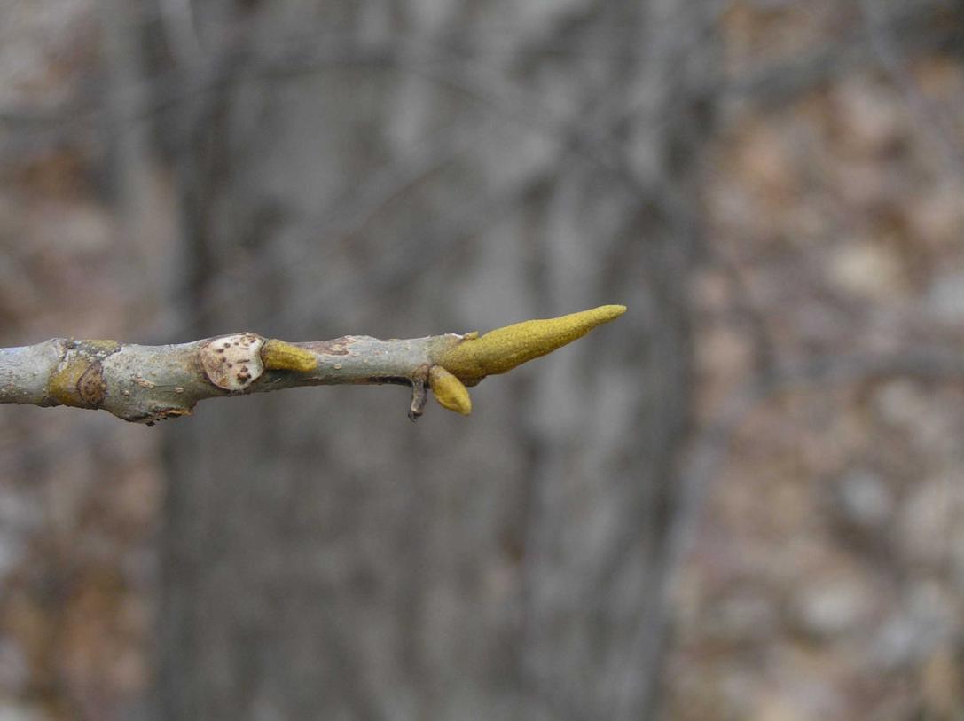Tree bud