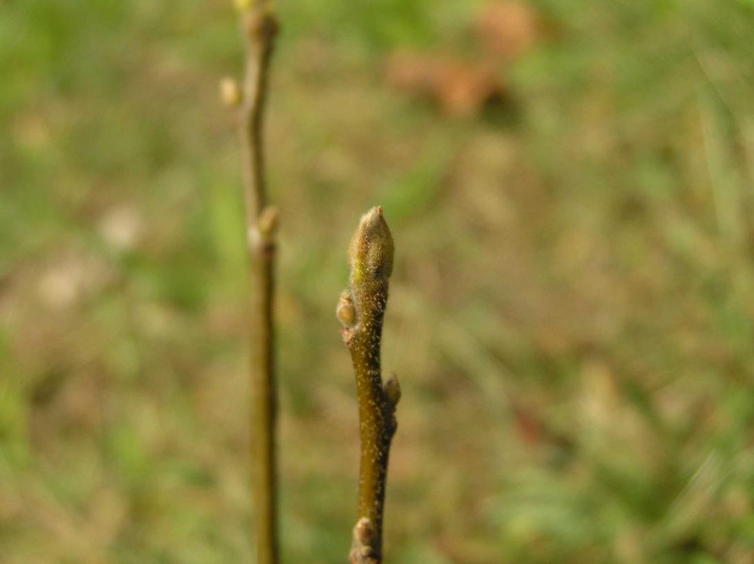 Tree bud