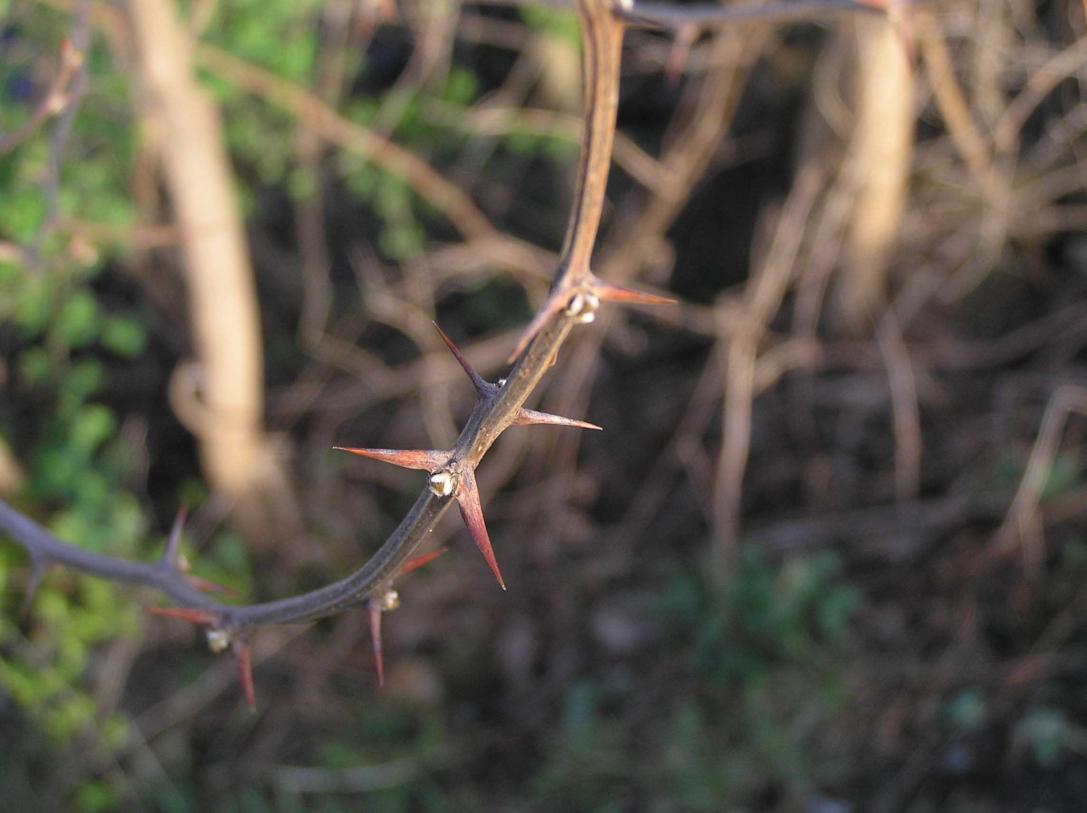 Tree branch