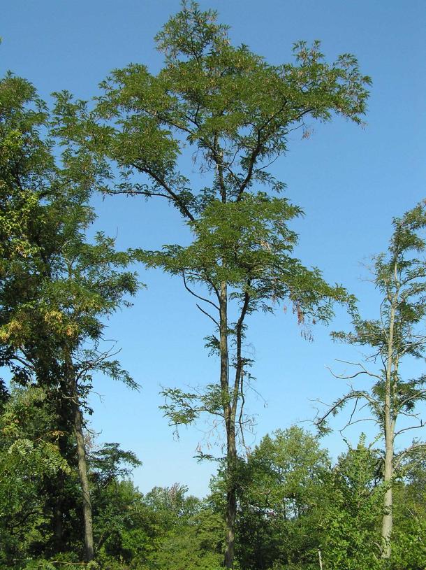 Tree habitat
