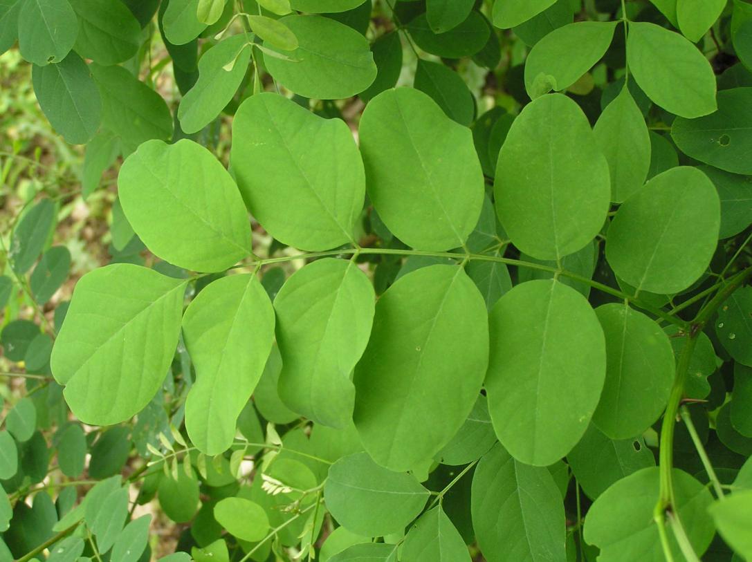 Tree leaves