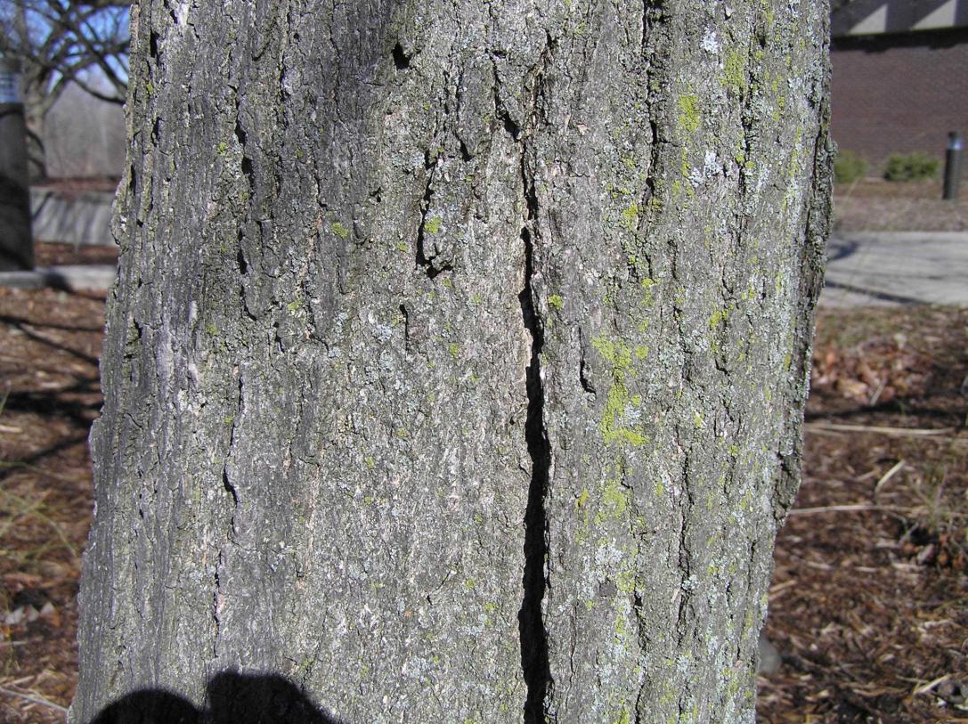 Tree bark