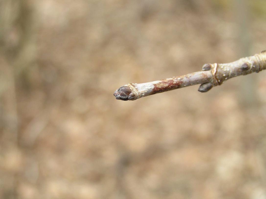 Tree bud