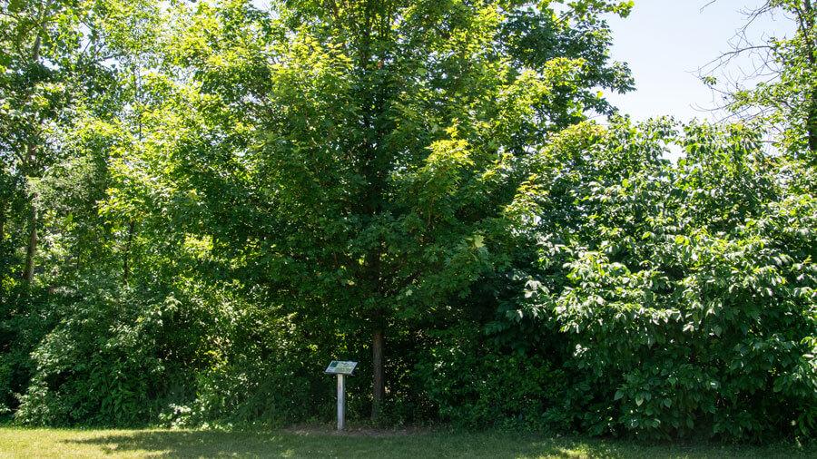 Tree habitat