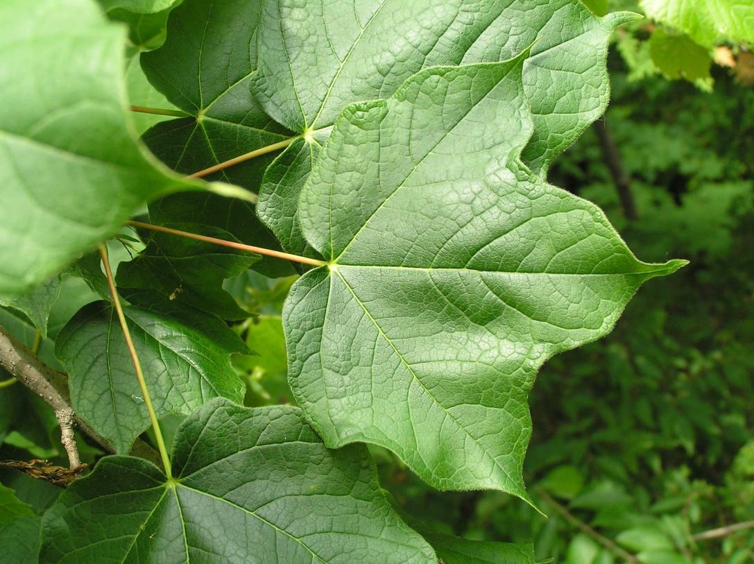 Tree leaves