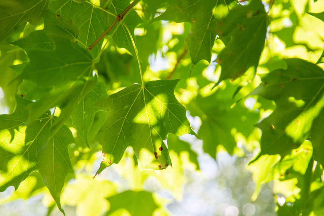 Tree leaves