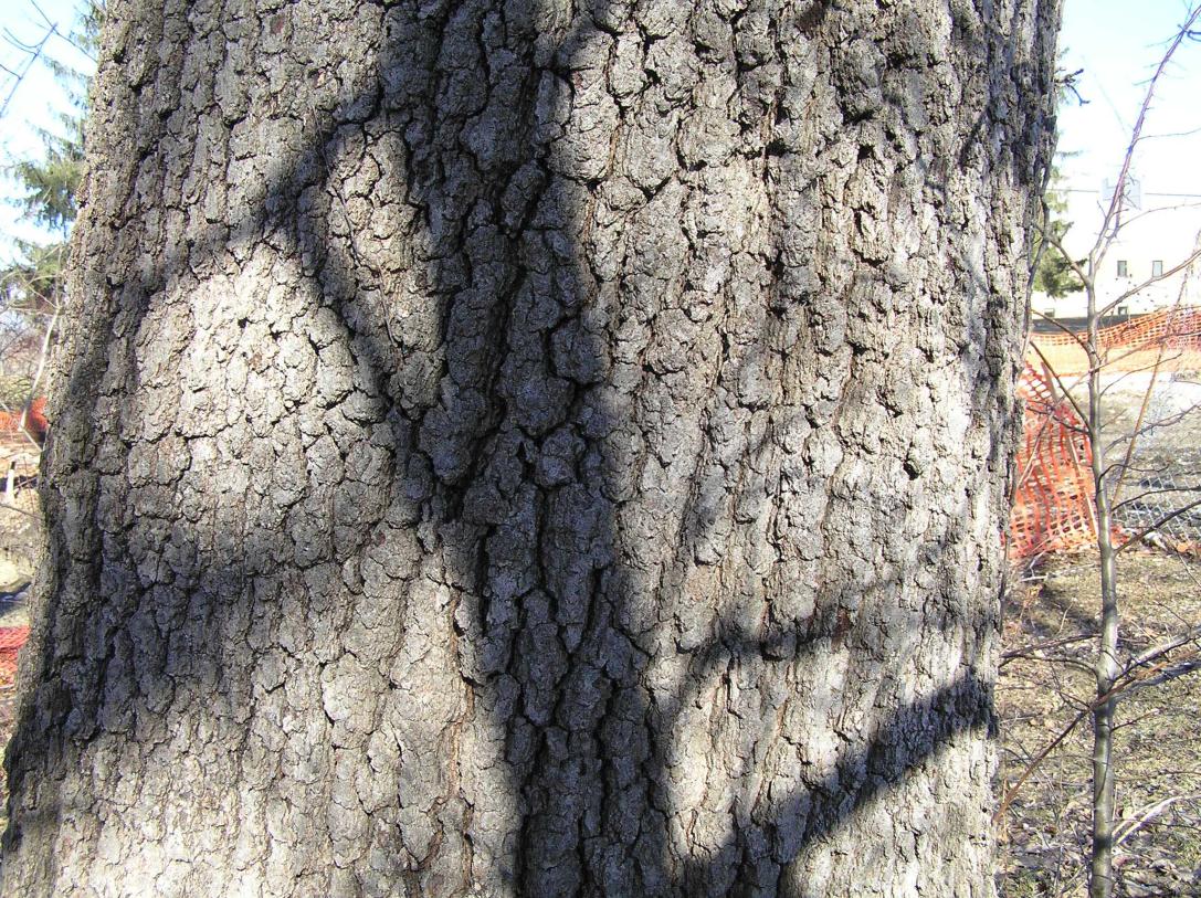 Tree bark