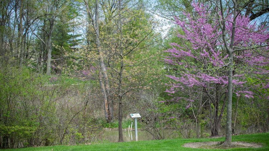 Tree habit