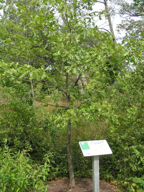 Tree habitat