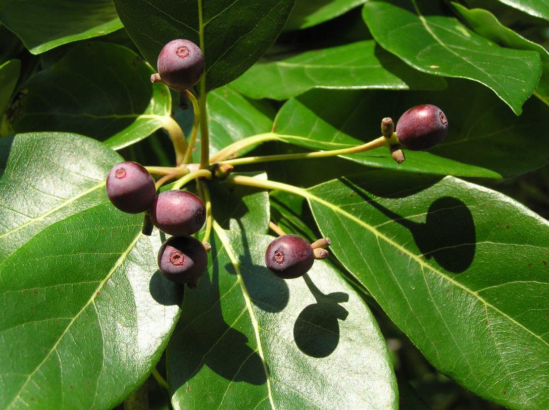 Tree fruit