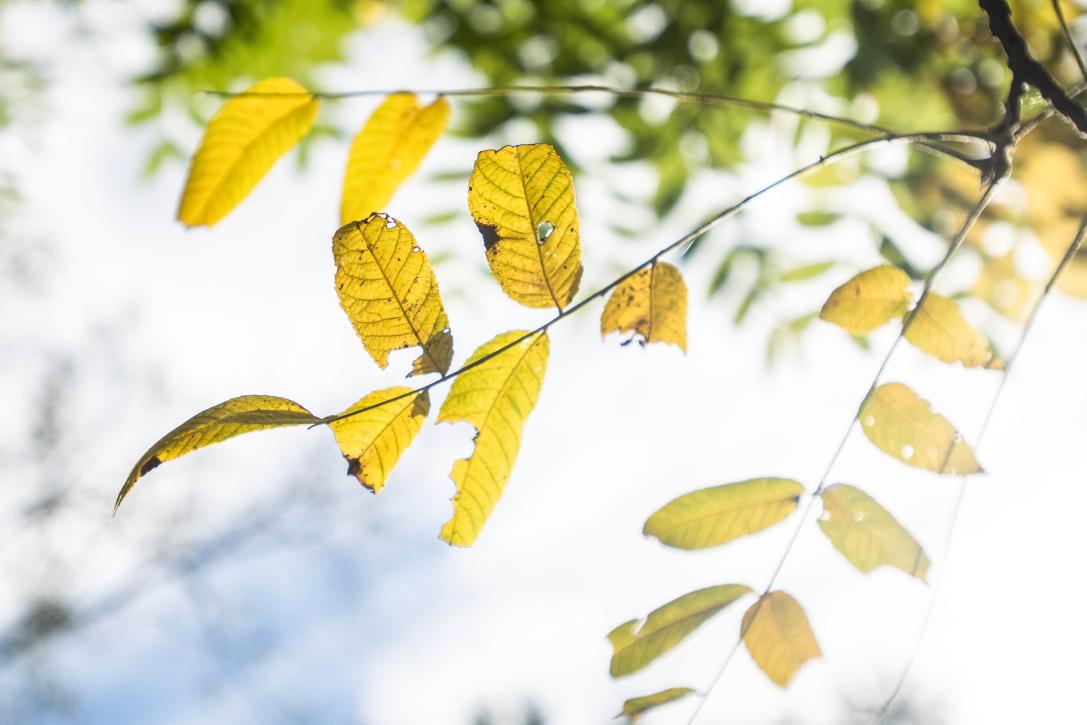 Tree leaves in fall