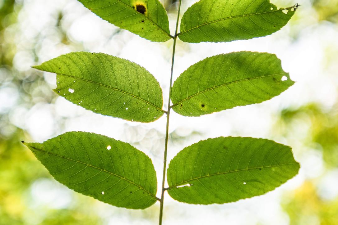Tree leaves
