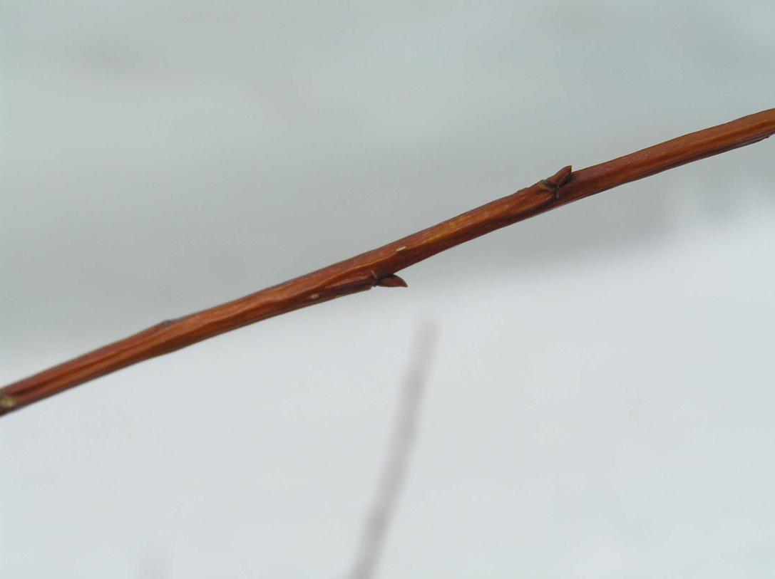 Tree bud