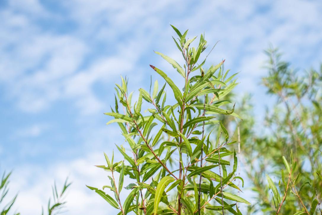 Tree leaves
