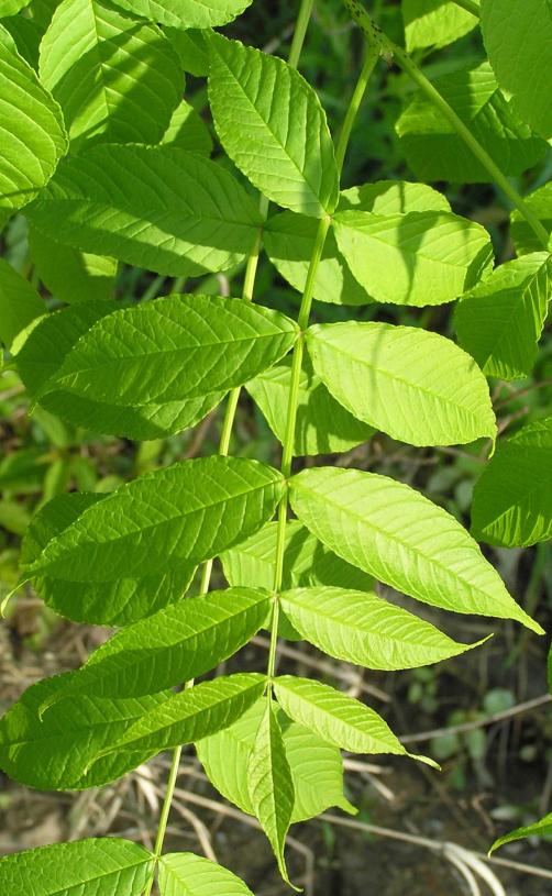 Tree leaves