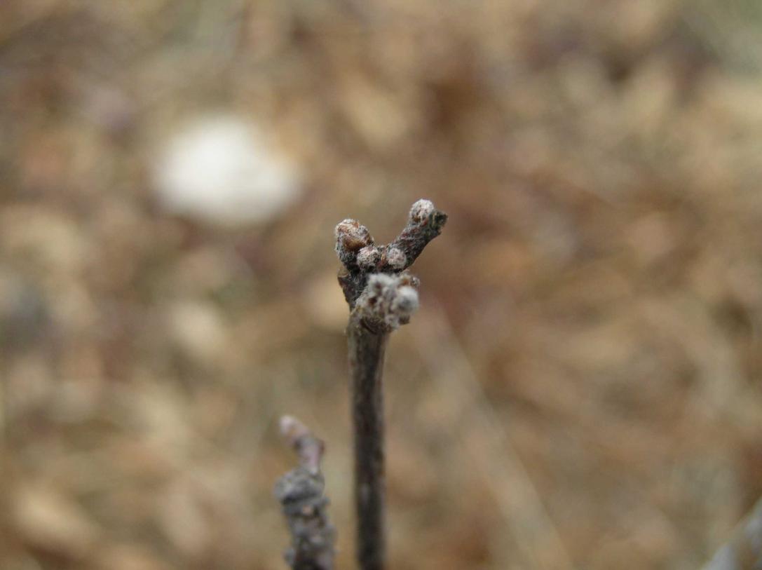 Tree bud