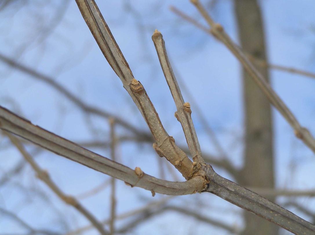 Tree branch