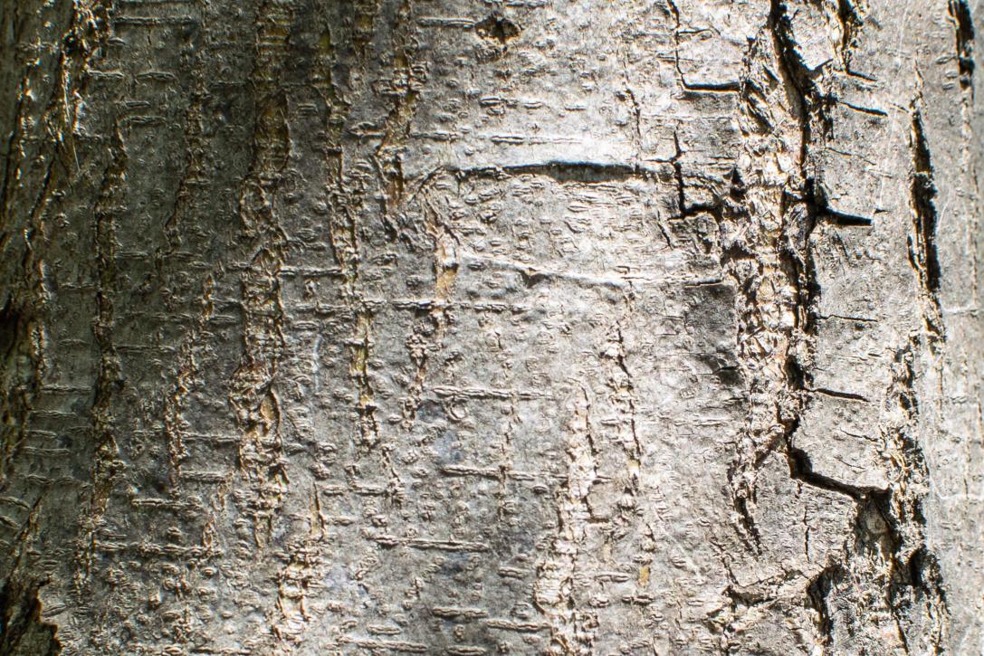 Tree bark