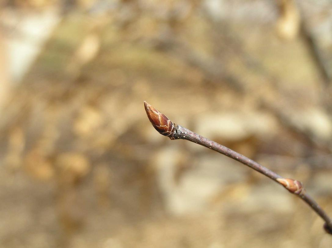 Tree bud