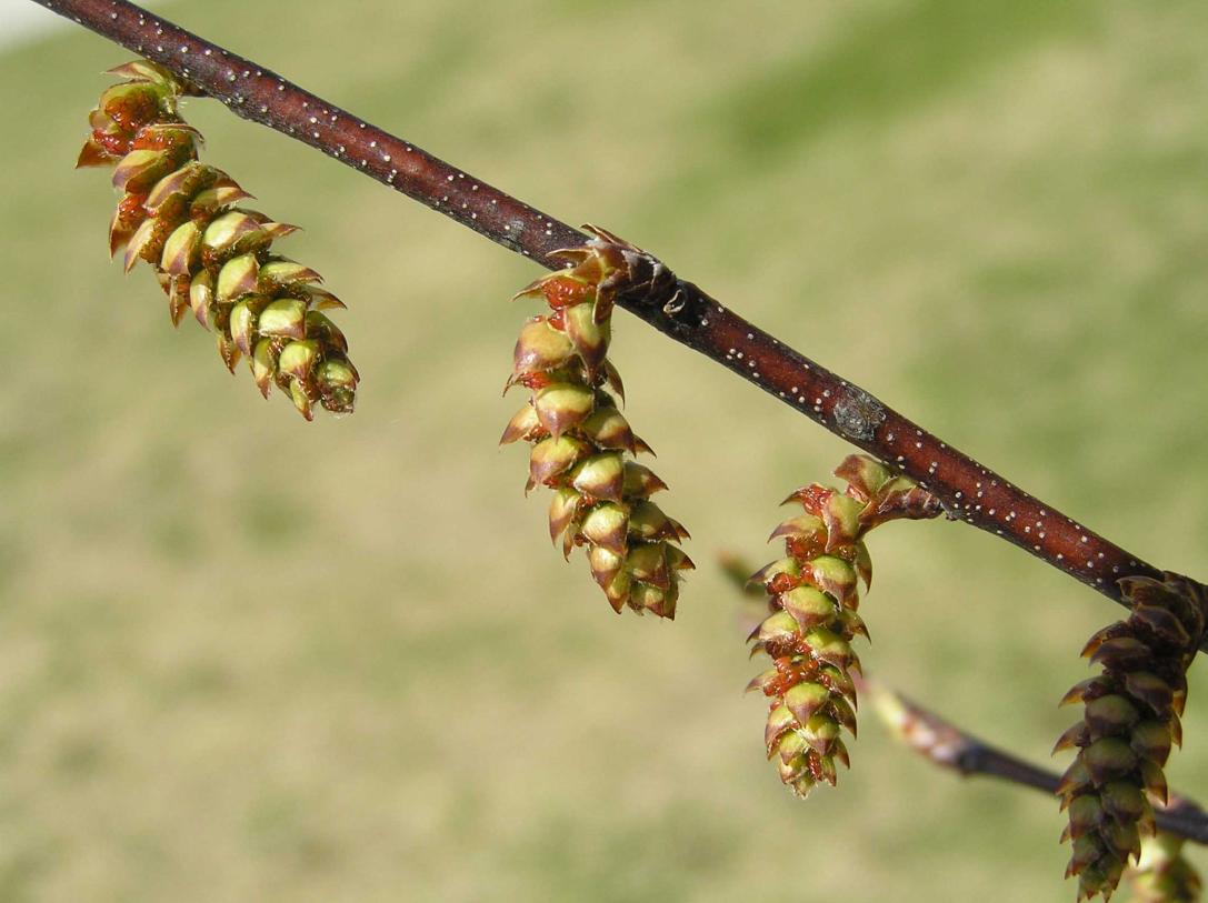 Tree flower
