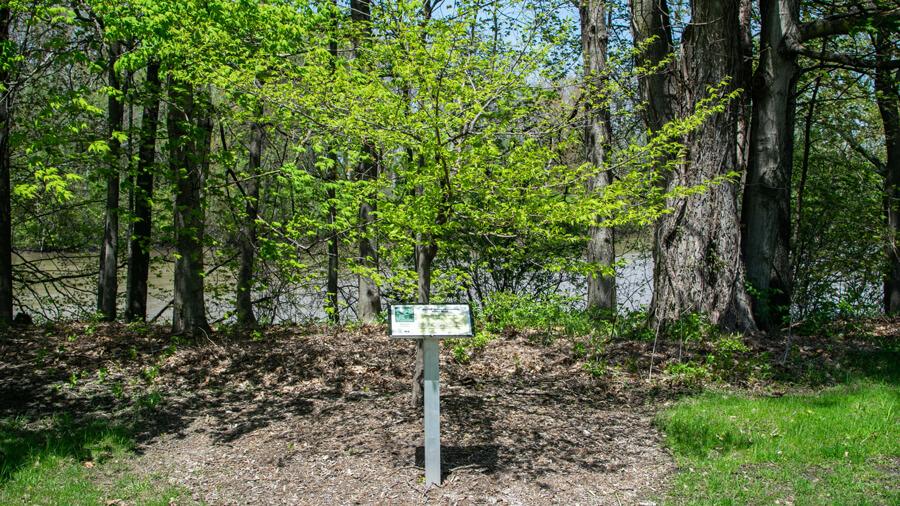 Tree habitat
