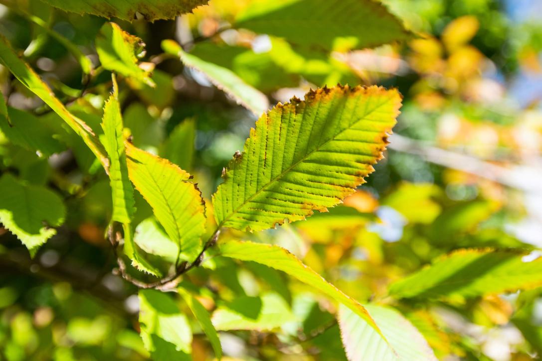 Tree leaves