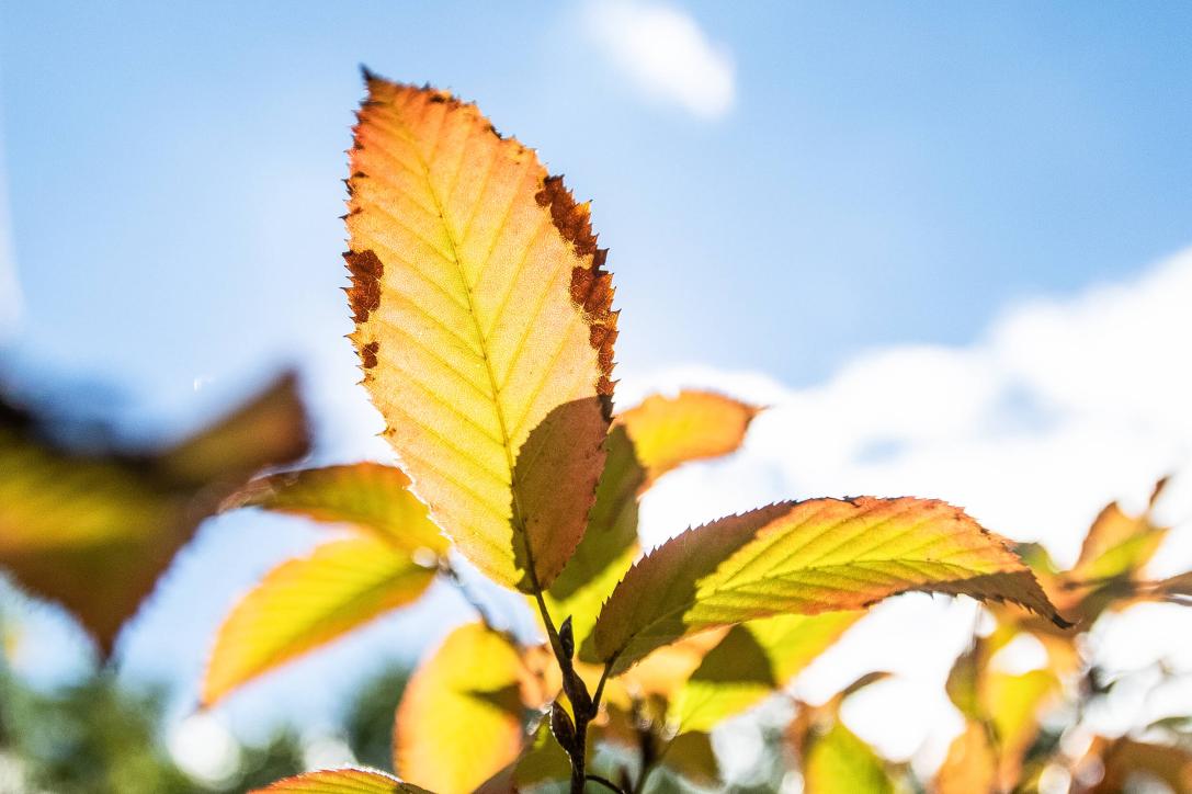 Tree leaves