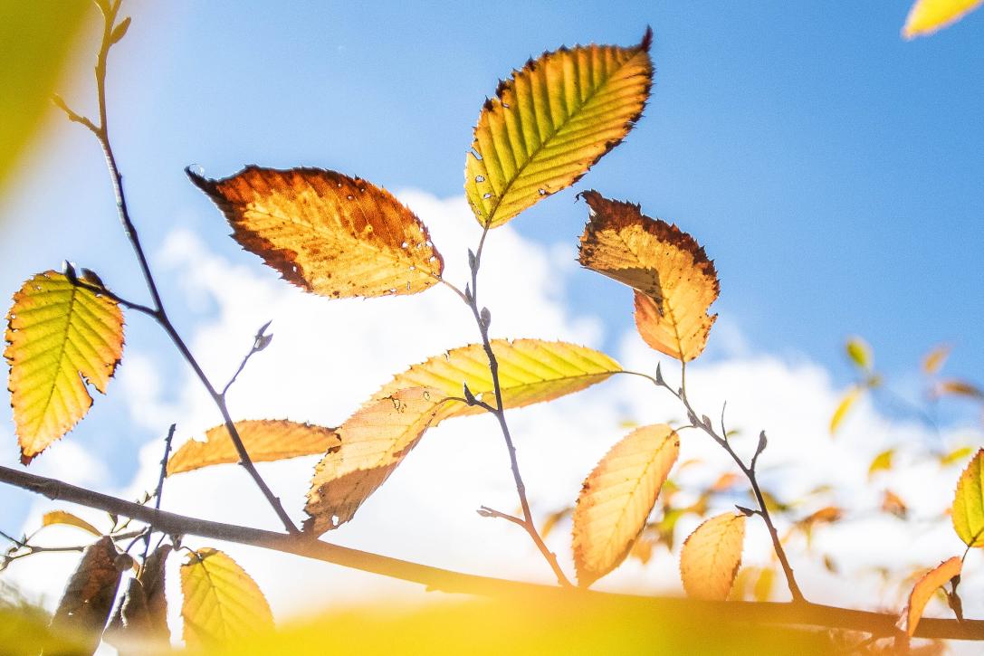 Tree leaves