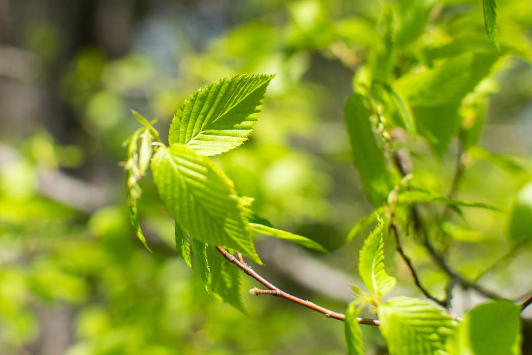 Tree leaves