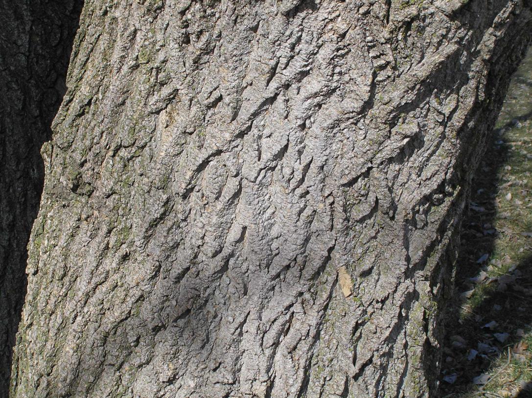 Tree bark