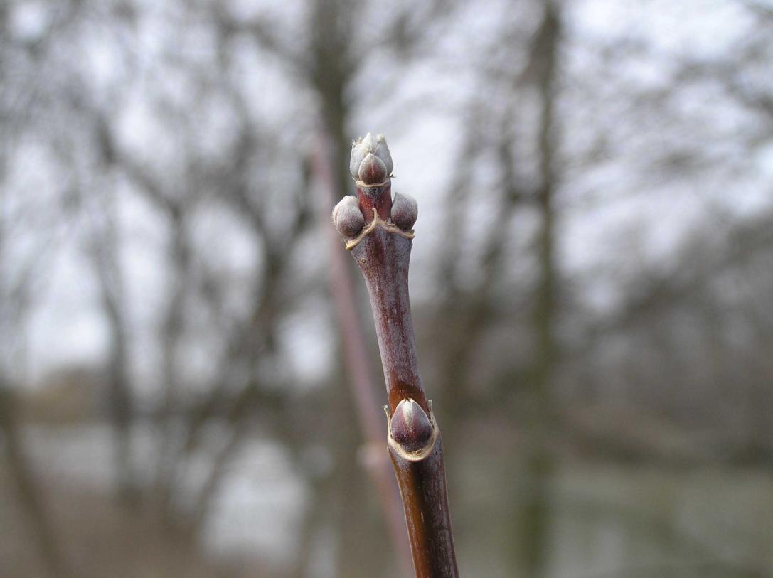 Tree bud
