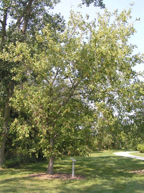 Tree habitat