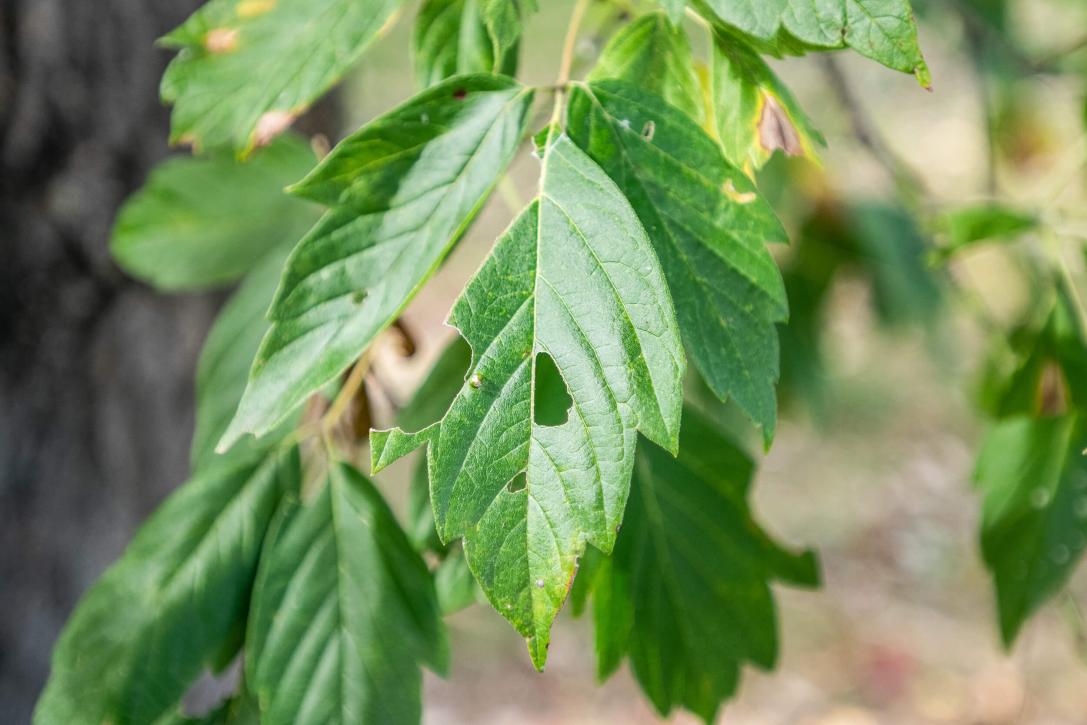 Tree leaves