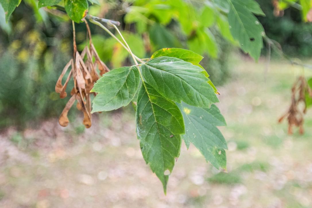 Tree leaves