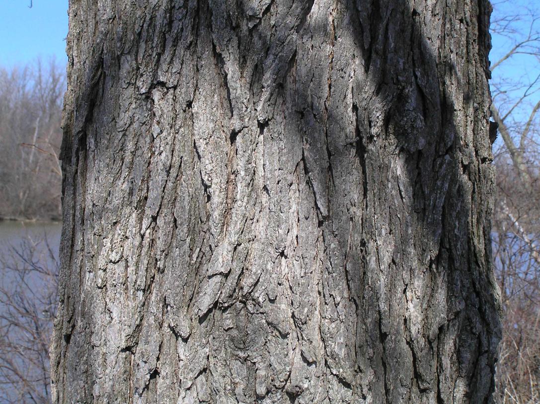 Tree bark