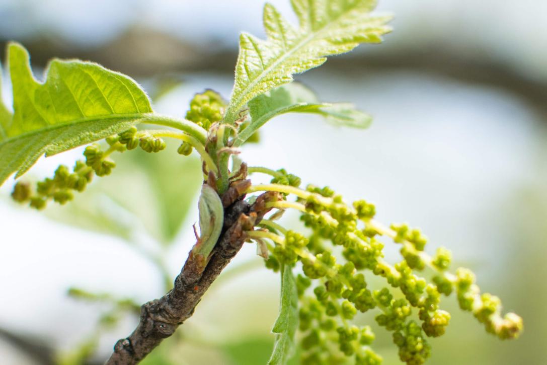 Tree bud