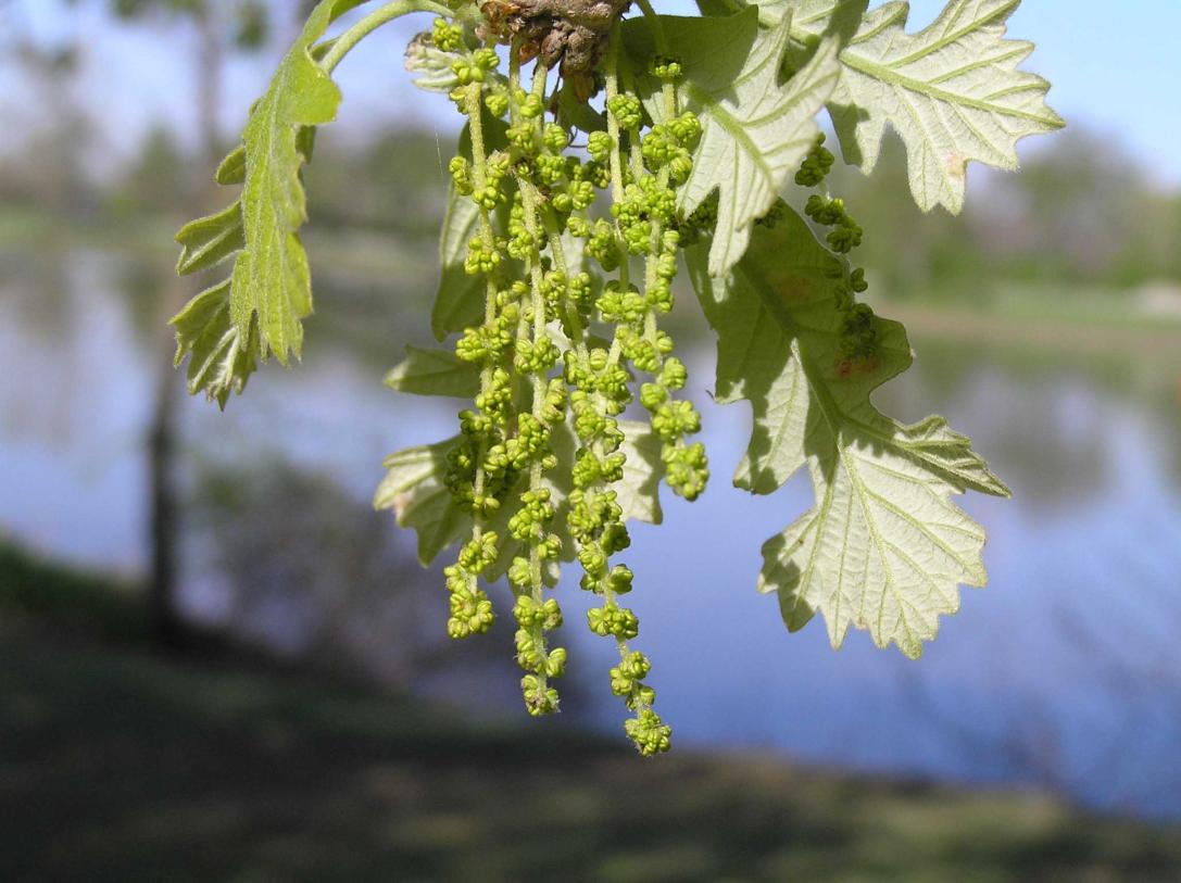 Tree flower
