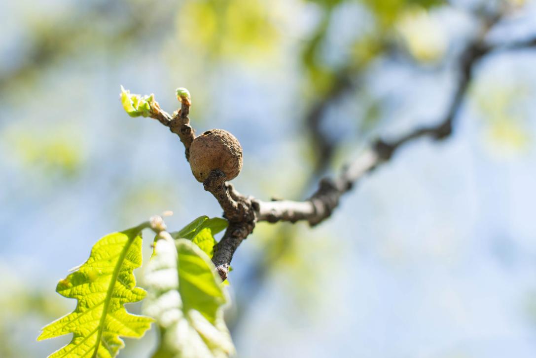 Tree fruit